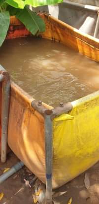A picture of Fish pond tarm 10 x 10 8 x 10 10