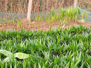 A picture of Oil Palm