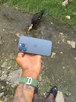 Jamaica C.