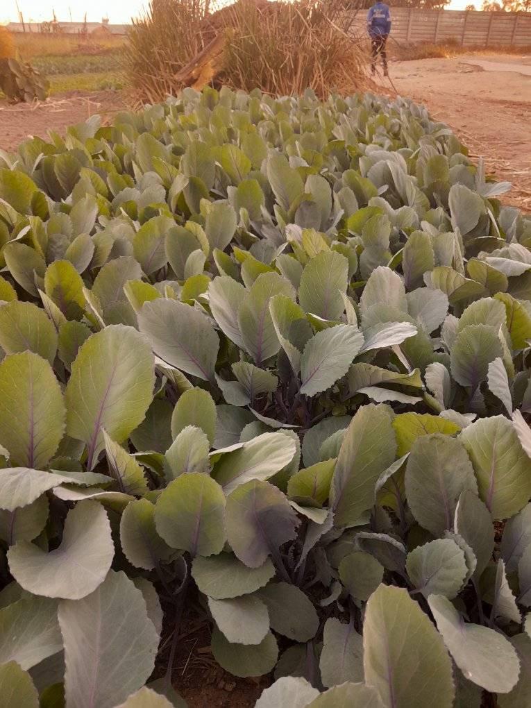 seedlings