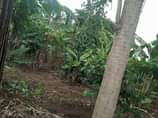 A picture of 2 fertile acres on sale both at 21m titled with