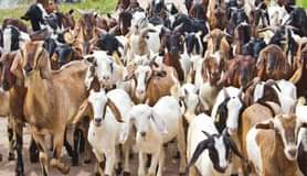 A picture of Are you interested in farming goats drop your WhatsApp no