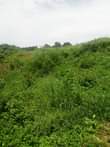 A picture of 30 acres of land for sale in kalong Nakasongola district