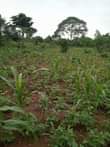 A picture of 10 fertile acres for sale all at 90m with electricity