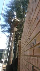 A picture of Tree felling and garden service