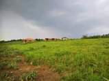 A picture of KAKIRI KIKANDWA ESTATE 50BY100 WITH READY LAND TITLE AT 10M