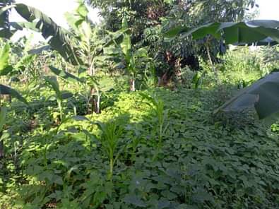 A picture of Half acre of land Private mailo land Location Bombo ku