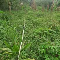 A picture of PLOT FOR SALE IN NATETTA