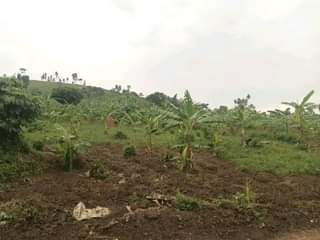 Ssentumbwe B.