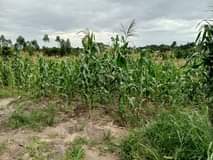 A picture of  14 Acres of Fertile lands available for sale in
