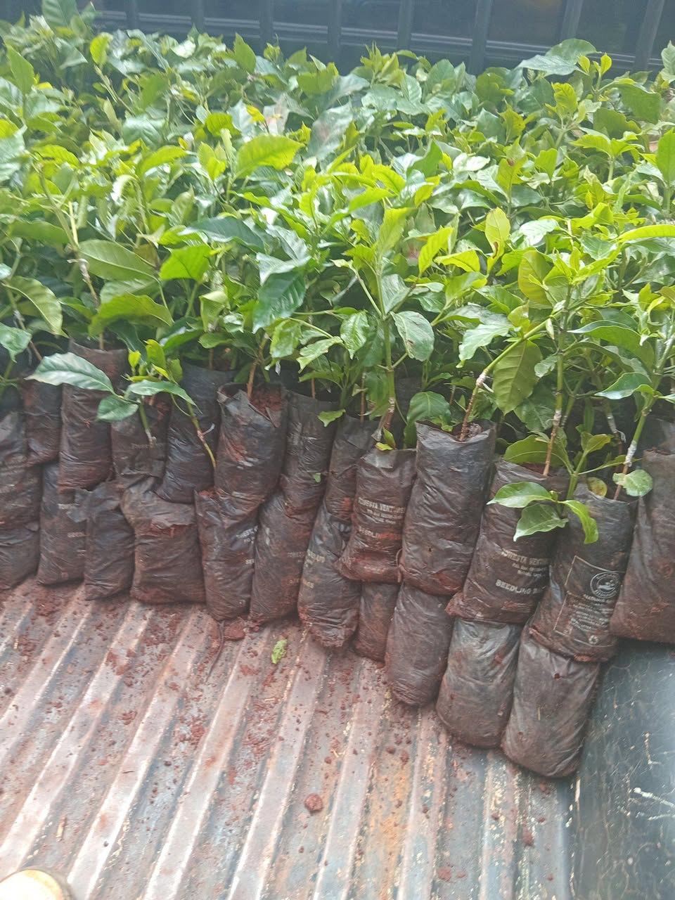 seedlings