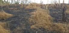 A picture of Shamba linauzwa Msanga wilaya ya kisarawe laki 4 EKALI 1