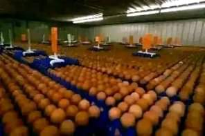 A picture of Eggs Distribution Business A Hidden Gold Mine In Nigeria Eggs