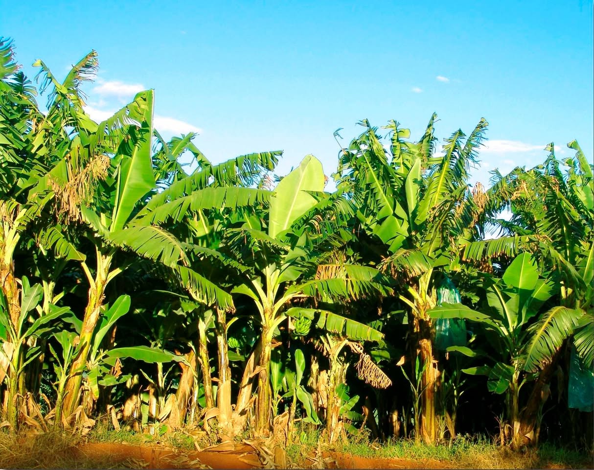 A picture of Land