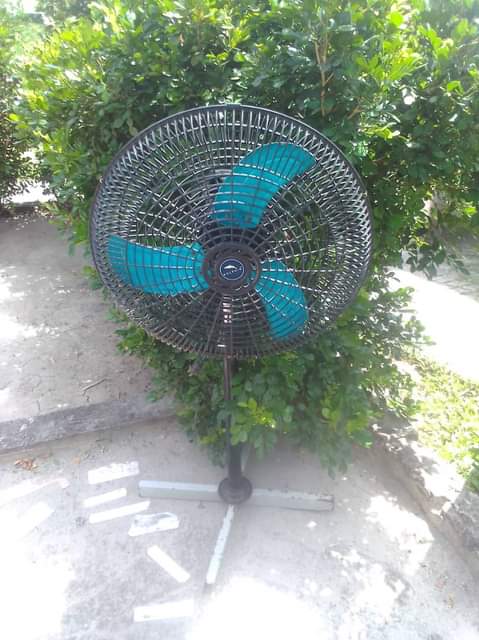 fans