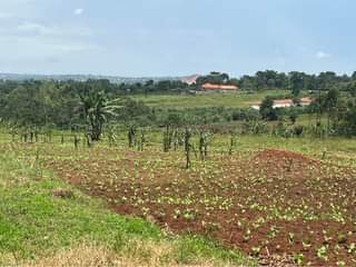 A picture of Plots at 15m Nakasajja kasenene