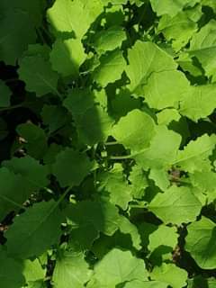 seedlings