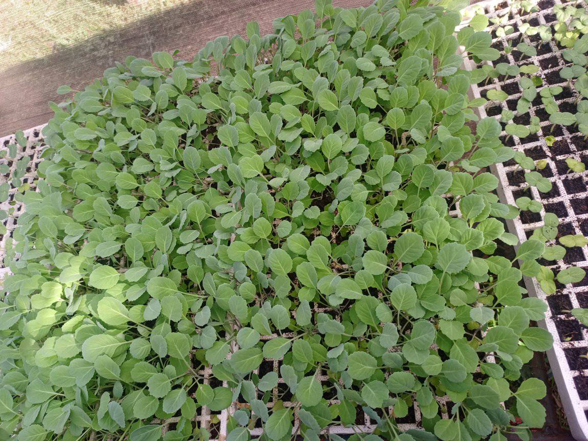 seedlings