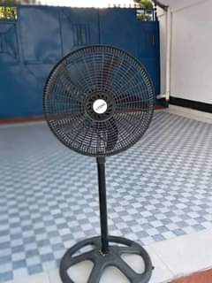 fans