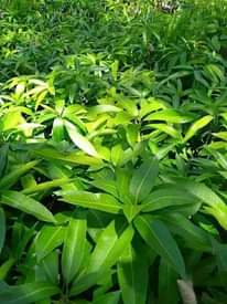 A picture of seedlings