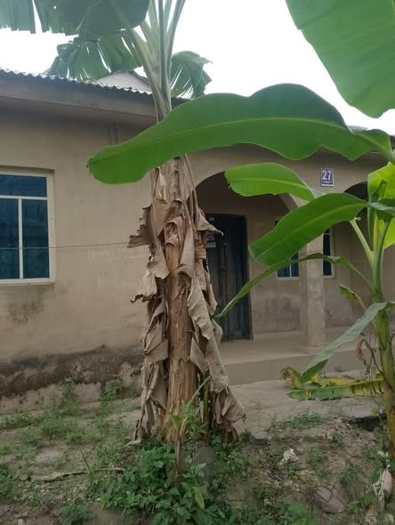A picture of Three Bedroom Apartment