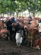 chisamba
