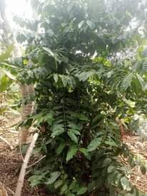 A picture of 3 5 acres 20m each