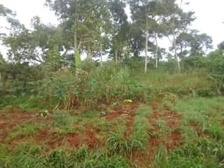 A picture of 200 by 100ft 50decimals land on sale by owner along