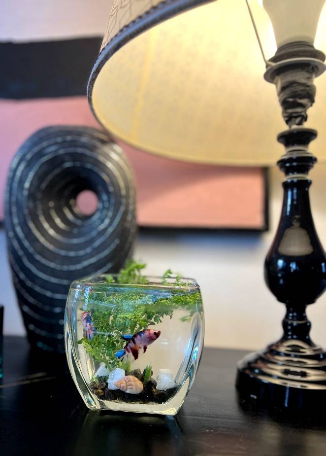 A picture of Fish decorations
