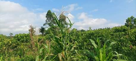 A picture of 3 5arces kibanja