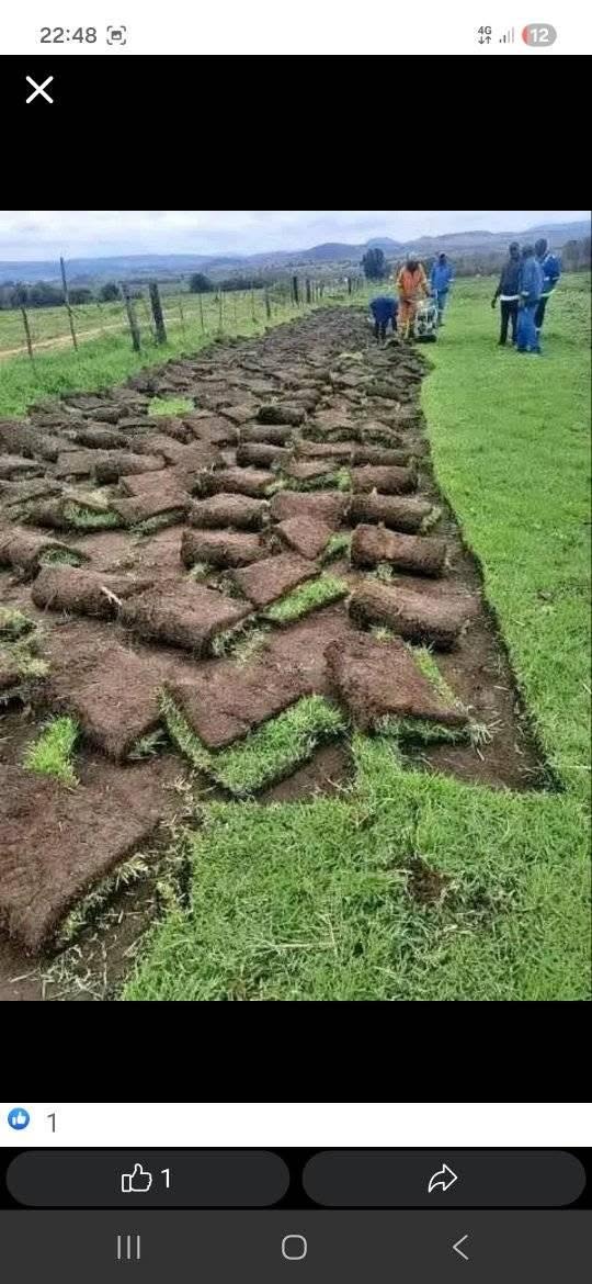 lawn