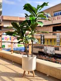 A picture of Artificial Plants and Flowers