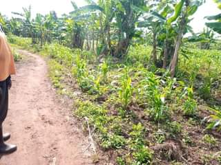 A picture of Plot 35 70ft for sale in Nakaseke Kapeeka 2 2m