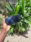 A picture of Ps vita