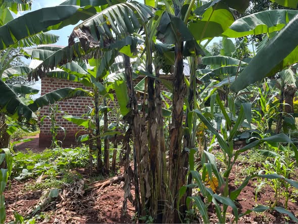 A picture of PLOT WITH SINGLE ROOM FOR SALE IN KAPEEKA
