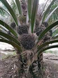 A picture of Hybrid Malaysia Supergene sprouted palm seeds