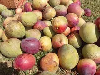 A picture of Grafted mango seedlings in all varieties Tommy artikines Takataka Apple