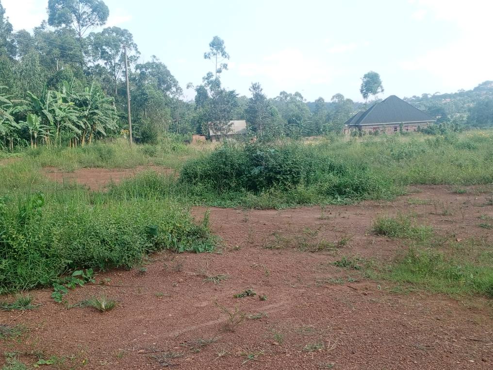A picture of HOT DEAL ON QUICK SALE 14 5M Beyi yabusubuzi plot