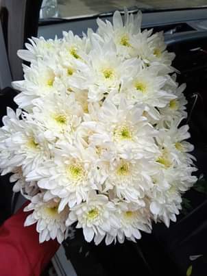 A picture of Flowers