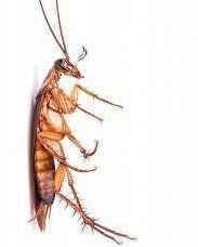 pest control