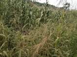 A picture of 15 fertile acres on sale with ready tittle to take