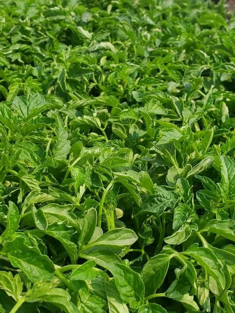 seedlings