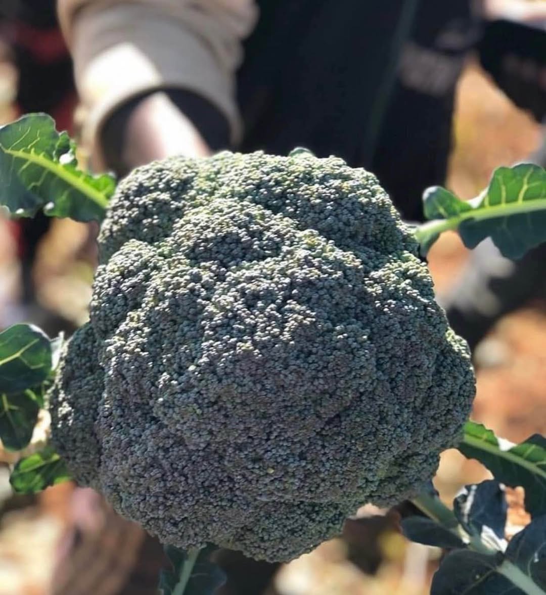 A picture of Fresh vegetables