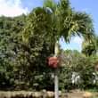 A picture of Miche ya miti ya Mapambo na maua 0753264404