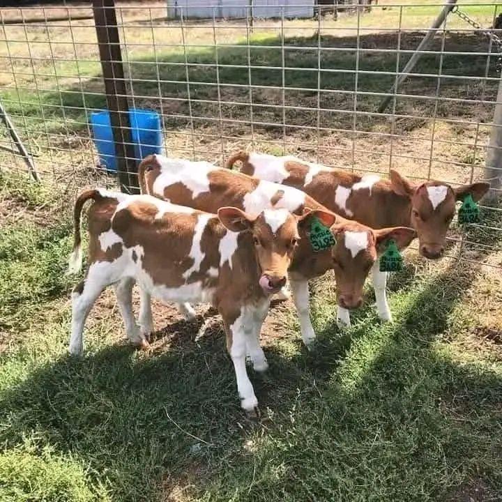 farming