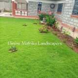 grass