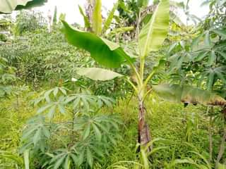 A picture of PLOT 30 400FT FOR SALE IN NAKASEKE KAPEEKA KAWOOMYA VILLAGE