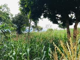 A picture of Busunju