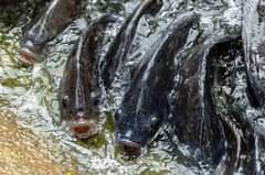 A picture of Are you interested in learning how to start fish farming