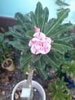 A picture of Flowers